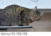 A tabby cat with a distinct tiger coloring. The animal is sitting on the surface, slightly tilting its head and looking attentively at the camera. The cat has expressive yellow-green eyes, short thick fur with characteristic dark stripes, large ears and long white whiskers. The background is neutral - light wood and a white wall, which allows you to focus on the animal itself. The frame perfectly conveys the character of the cat - curiosity, alertness and attention to what is happening. This photo is well suited for topics related to pets, caring for animals, interior and comfort. Стоковое фото, фотограф Анна Кривицкая / Фотобанк Лори