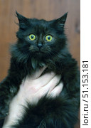 A fluffy black kitten with bright yellow eyes in a person's hands. The animal has thick long hair, an expressive look and a wary expression on its face. Large round eyes, fluffy ears and soft fur are clearly visible. The kitten is raised by a hand, which emphasizes its compact size and fragility. The background is neutral, warm, does not distract attention from the main object. The photo is ideal for illustrations related to pets, care, pets and comfort. Стоковое фото, фотограф Анна Кривицкая / Фотобанк Лори