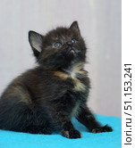 A cute little tortoiseshell kitten sits on a blue blanket. The animal has dark fluffy fur with reddish and cream markings, a light spot on the chest and expressive blue eyes. The kitten looks up, creating an impression of curiosity and surprise. The background is neutral, blurred, which emphasizes the attention to the pet itself. The photo is great for topics related to pets, care, kittens and coziness. Стоковое фото, фотограф Анна Кривицкая / Фотобанк Лори