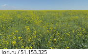 Video of rural endless yellow field with blooming rapeseed (Lat. Brassica napus) on sunny day. Family cruciferou (Brassicaceae). Agricultural background. Concept of growing oilseed crops. Стоковое видео, видеограф Виктория Катьянова / Фотобанк Лори