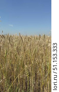 Vertical video of ripe wheat ears in an agricultural field on a sunny day. The ears are swaying in the wind. Rural background. Grain growing concept. Стоковое видео, видеограф Виктория Катьянова / Фотобанк Лори