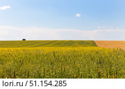 Agricultural region with endless fields of blooming rapeseed and wheat stretching to the horizon on a sunny day. Rural landscape. Natural background. Concept of growing grain and oilseed crops. Стоковое фото, фотограф Виктория Катьянова / Фотобанк Лори