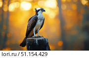 Osprey Perched on a Log in a Vibrant Forest During Autumn Afternoon. Стоковое AI-изображение, AI-художник Юлия Гапеенко / Фотобанк Лори