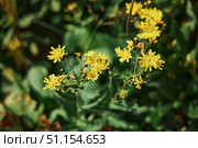 Wild plants and herbs growing in the mountains of the Caucasus. Rare flora, medicinal wild plants. Specially protected area of the reserve. Стоковое фото, фотограф Наталия Кирсанова / Фотобанк Лори