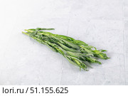 Fresh green estragon aroma stem. Стоковое фото, фотограф Андрей Старостин / Фотобанк Лори