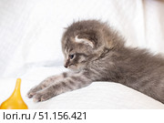 An adorable gray kitten is playfully enjoying itself with a toy. Стоковое фото, фотограф Аксенова Вера / Фотобанк Лори