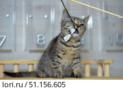 A playful tabby kitten sitting on a wooden surface. The animal is actively playing with a toy on a string, holding it in its teeth. The kitten has short hair, the color is gray-brown with black stripes, the eyes are wide open, the expression on the face is curious and energetic. In the background, a blurred image of a wall clock with large numbers is visible. The picture conveys a moment of play and fun, suitable for themes about pets, caring for pets, kitten games and their active behavior. Стоковое фото, фотограф Анна Кривицкая / Фотобанк Лори