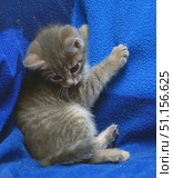 A cute little gray kitten is playing on a blue blanket. The animal is lying on its side, stretching out its paw with claws extended, as if trying to cling to the fabric. The kitten's eyes are wide open and directed downwards, expressing curiosity and a playful mood. Soft fur with a light tiger pattern emphasizes the fragility and tenderness of the baby. The bright blue background makes the photo expressive and focuses attention on the animal. This photo is perfect for the theme of pets, coziness, care and childish sincerity. Стоковое фото, фотограф Анна Кривицкая / Фотобанк Лори