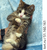 A charming kitten in a person's hands. The baby has a white muzzle, chest and paws, and the rest of the fur has a striped color with brown and gray shades. The kitten's eyes are large, expressive and slightly frightened, which gives the photo a special touchingness. The kitten leaned back a little, putting its paws forward, as if trying to maintain balance or defend itself. The background is made in soft blue tones, which emphasizes the tenderness of the scene and focuses on the animal. The photo is perfect for illustrating the theme of pets, care, animal shelters and advertising cat products. Стоковое фото, фотограф Анна Кривицкая / Фотобанк Лори