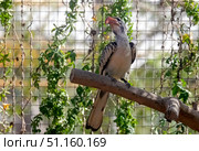 Red-billed hornbill (lat.- Tockus erythrorhynchus) Стоковое фото, фотограф Irina Opachevsky / Фотобанк Лори