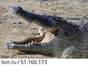 Nile crocodile in an enclosure at the zoo (lat. - Crocodylus niloticus) Стоковое фото, фотограф Irina Opachevsky / Фотобанк Лори