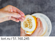 Close up of hands removing seeds from cut yellow overripe cucumber. Growing cucumber seeds for planting. Стоковое фото, фотограф Коханова Наталья / Фотобанк Лори