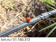 The Drip Irrigation Nozzle is installed on a black irrigation pipe, providing targeted watering for the garden. Стоковое фото, фотограф Коханова Наталья / Фотобанк Лори