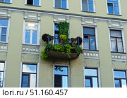 Decorative green balcony garden of the house. Стоковое фото, фотограф Андрей Митин / Фотобанк Лори