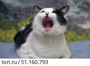 A close-up of a black and white domestic cat yawning or meowing. The animal has its mouth wide open, with fangs, tongue, and pink palate clearly visible. The cat is lying on a gray surface, the background is slightly blurred, with green and brown tones, which emphasizes the attention on the animal. The frame is filled with dynamics and emotion - it seems that the cat is either yawning or loudly vocalizing. This image can be used in topics related to cat behavior, humor, animal care, and illustrations of pets in everyday situations. Стоковое фото, фотограф Анна Кривицкая / Фотобанк Лори