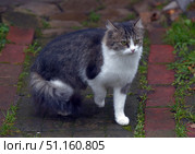 A fluffy yard cat with thick gray-white fur. The animal is standing on a path made of red and dark bricks, framed by young grass. The cat looks wary, its yellow eyes are focused, its ears are raised. The tail is fluffy and voluminous, creating an additional accent in the frame. The photo conveys an atmosphere of coziness, country life and natural harmony. The image is perfect for topics related to pets, rural life, nature and coziness. Стоковое фото, фотограф Анна Кривицкая / Фотобанк Лори