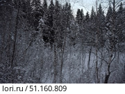 Winter forest covered with thick snow. In the foreground, thin trees and bushes are visible, their branches buried in the snow cover. In the depth of the frame, tall dark green spruce trees stand out, creating a contrast with the whiteness of the snow. The atmosphere of the frame conveys the silence and cold of the northern winter, a feeling of untouched nature and wild beauty. The image is ideal for use in the themes of winter recreation, nature, travel, as well as for illustrating New Year and winter stories. Стоковое фото, фотограф Анна Кривицкая / Фотобанк Лори