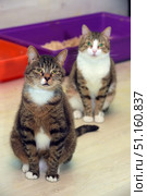 Two tabby cats are sitting on the floor next to plastic litter trays. The cats have similar coloring - dark brown tabby with white markings on the chest, paws and muzzle. One of the cats is located closer to the camera and looks straight into the lens with an expression of seriousness and attention. The second cat is a little further away and is slightly blurred due to the depth of field, which creates the effect of compositional perspective. In the background, plastic containers of bright colors - orange and purple, filled with wood filler are visible. The scene emphasizes the atmosphere of a shelter or temporary housing of animals, as well as caring for cats. The photo is perfect for the theme of helping homeless animals, caring for cats, shelters, volunteering and keeping pets at home. Стоковое фото, фотограф Анна Кривицкая / Фотобанк Лори