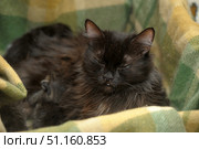 A fluffy black cat, comfortably settled on a soft green and yellow blanket. The animal is reclining with its eyes closed, creating an impression of calm and peace. The long fur is shiny, shades from black to brownish shimmer in the light. The cat looks relaxed and contented, its pose symbolizes the coziness and warmth of the hearth. This image is ideal for topics related to pets, animal care, comfort and an atmosphere of coziness.black cat. Стоковое фото, фотограф Анна Кривицкая / Фотобанк Лори