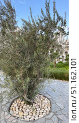 olive tree Close-up of green olives in Jaen, during the summer on a sunny day.olive tree mediterranean plant hq cutout tree arch viz. Стоковое фото, фотограф Zita Khasanova / Фотобанк Лори