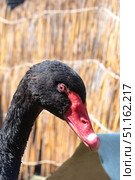 Портрет чёрного лебедя (Cygnus atratus) Стоковое фото, фотограф Евгений Капранов / Фотобанк Лори