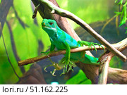 Портрет полосатой фиджийской игуаны (Brachylophus fasciatus) Стоковое фото, фотограф Евгений Капранов / Фотобанк Лори