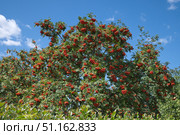 Рябина обыкновенная (лат. Sorbus aucuparia ) с гроздьями спелых ягод на фоне голубого неба. Стоковое фото, фотограф Елена Коромыслова / Фотобанк Лори