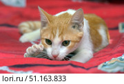 A red and white kitten lying on a bright red blanket. The kitten stretched forward and looked intently ahead, slightly pressed to the surface and putting his paw with claws forward. His pose resembles a moment of play or hunting instinct, when the animal is ready to jump. The kitten has large expressive amber eyes, short smooth fur and a pink nose. The background of the image is blurred, which emphasizes the attention on the pet. The atmosphere of the picture combines home comfort and the natural behavior of the animal. Стоковое фото, фотограф Анна Кривицкая / Фотобанк Лори