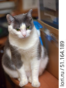 An adult gray and white cat sitting on a wooden surface indoors. The animal has expressive green eyes and thick short fur. The cat looks calm and a little thoughtful, his pose conveys a sense of confidence and peace. The background is slightly blurred, which emphasizes the main focus on the pet. This photo is perfect for topics related to pets, comfort, caring for cats and the life of pets in the house. Стоковое фото, фотограф Анна Кривицкая / Фотобанк Лори