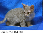 A small kitten with unusual wavy fur of a gray-beige shade. The animal sits against the background of a bright blue blanket, which creates a contrast and makes the kitten the main focus of the image. The kitten has large ears, expressive eyes and a slightly thin build, which may indicate the characteristics of the breed or health condition. The look is wary and a little sad, which gives the frame emotionality and touchingness. The picture emphasizes the vulnerability and fragility of the little pet, can be used for themes of animal protection, volunteering, veterinary care, and also as an illustration of breed characteristics or caring for kittens. Стоковое фото, фотограф Анна Кривицкая / Фотобанк Лори