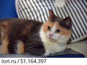 A tricolor cat with a bright tortoiseshell coloring. The animal is lying on a surface indoors, with a decorative pillow with black and white stripes visible in the background. The cat's fur has rich shades of brown, red and white, creating a distinctive and memorable pattern. The eyes are large, yellow, with a curious and wary look. The animal's pose is calm but wary, which gives the frame liveliness and emotionality. The photo is perfect for topics related to pets, caring for pets, and the comfort and warmth of home. Стоковое фото, фотограф Анна Кривицкая / Фотобанк Лори