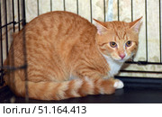 A red tabby cat with a white chest, sitting in a cage. The animal looks wary and slightly scared, pressing its ears and hiding in a corner. Its large amber eyes express anxiety and mistrust, which makes the frame emotionally charged. The stripes on the fur and the fluffy tail curled around the body are clearly visible. This photo is perfect for the theme of animal protection, shelters, pets, as well as materials about helping homeless cats and the importance of caring for animals. Стоковое фото, фотограф Анна Кривицкая / Фотобанк Лори