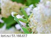 Богомол Mantis religiosa (Богомол обыкновенный) Стоковое фото, фотограф Александр Тарасенков / Фотобанк Лори