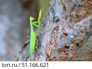 Богомол Mantis religiosa (Богомол обыкновенный) Стоковое фото, фотограф Александр Тарасенков / Фотобанк Лори