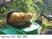 A ginger unhappy kitten sits outdoors, huddled and tense. He shows aggression danger appears. His fur stands on end, ears are pressed back, back is humped. Animal behavior. Attentive gaze is watching. Стоковое фото, фотограф Юлия Петровская / Фотобанк Лори