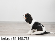 Attentive Cavalier King Charles Spaniel puppy sits on white floor in anticipation of food. Training small puppy. Стоковое фото, фотограф Светлана Акифьева / Фотобанк Лори