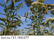Паук в траве. Argiope bruennichi — вид аранеоморфных пауков. Стоковое фото, фотограф Виталий Шкапский / Фотобанк Лори