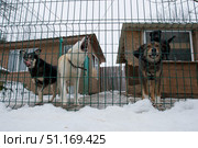 Собачий приют: собаки за зеленой металлической сеткой, одна из которых лает, на фоне деревянных построек и снега (2017 год). Редакционное фото, фотограф Кирилл Сиротюк / Фотобанк Лори