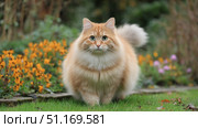 Domestic cat with signs of obesity thick belly and swollen fat muzzle. Sedentary lifestyle pet. Disease. Laziness. problems associated obesity due greater amount food treats we consume unhealthy diet. Стоковое AI-изображение, AI-художник ALLA YURTAYEVA / Фотобанк Лори