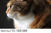 Domestic cat with signs of obesity thick belly and swollen fat muzzle. Sedentary lifestyle pet. Disease. Laziness. problems associated obesity due greater amount food treats we consume unhealthy diet. Стоковое AI-изображение, AI-художник ALLA YURTAYEVA / Фотобанк Лори