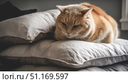 Domestic cat with signs of obesity thick belly and swollen fat muzzle. Sedentary lifestyle pet. Disease. Laziness. problems associated obesity due greater amount food treats we consume unhealthy diet. Стоковое AI-изображение, AI-художник ALLA YURTAYEVA / Фотобанк Лори