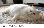 Domestic cat with signs of obesity thick belly and swollen fat muzzle. Sedentary lifestyle pet. Disease. Laziness. problems associated obesity due greater amount food treats we consume unhealthy diet. Стоковое AI-изображение, AI-художник ALLA YURTAYEVA / Фотобанк Лори