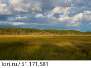 Walking route through the Sestroretskoye Boloto (Sestroretsk swamp) State Nature Reserve on a sunny summer day, Russia, Saint Petersburg, Kurortny District, Beloostrov. Стоковое фото, фотограф Ula Ulachka / Фотобанк Лори