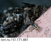 The wasp guards the entrance to the paper hive while the other wasps are busy working. Стоковое фото, фотограф Кирилл Зотов / Фотобанк Лори