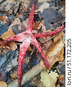 Крупный план octopus stinkhorn («пальцы дьявола»): раскрытые красные «лучи», местами покрытые оливково-чёрной глебой, на влажной подстилке из перегноя. Вид из семейства Phallaceae, известен резким запахом, приманивающим насекомых. Стоковое фото, фотограф Владислав Войтов / Фотобанк Лори