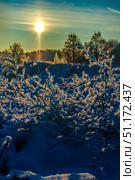 Winter landscape with sunlight breaking through the treetops. In the foreground are bushes covered with frost and snow, sparkling in the rays of the low winter sun. In the background you can see a forest, and the sky is painted in soft blue and gold tones. Sparkling snowflakes are visible in the air, which gives the frame an atmosphere of freshness, purity and magic. The photograph conveys the beauty of a frosty morning and the harmony of winter nature. Стоковое фото, фотограф Анна Кривицкая / Фотобанк Лори