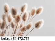 Dry grass close up. Selective focus. Beautiful withered plants on white. Creamy colour dried grass on white. Abstract brown flowers, herbs. Pastel natural colors. Neutral Earth tones. Pampas, seeds. Стоковое AI-изображение, AI-художник Марина Демидюк / Фотобанк Лори
