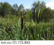 Close-up of cattail (bulrush) against the background of a marshy area. Tall green leaves and characteristic brown cylindrical inflorescences stand out against the background of dense vegetation. Bushes and trees are visible in the background, creating an atmosphere of wild nature. The clear summer sky adds brightness and depth to the frame. The picture perfectly conveys the beauty and naturalness of the marsh ecosystem, a symbol of summer ponds and the tranquility of nature. Стоковое фото, фотограф Анна Кривицкая / Фотобанк Лори