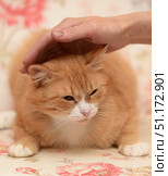 A red fluffy cat with a white muzzle and paws, stroked by a human hand. The cat sits on a light background with a floral pattern, slightly squinting, creating an impression of calm and slight alertness. Its thick fur and expressive whiskers emphasize the beauty of the pet. A soft paw is visible in the foreground, and the focus of the photo is on the interaction between a person and an animal - a gesture of care and trust. This photo perfectly illustrates the theme of friendship between a person and an animal, as well as the comfort of a home environment. Стоковое фото, фотограф Анна Кривицкая / Фотобанк Лори