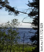 A picturesque view of the lake through the trees. In the foreground are the branches of pine and deciduous trees framing the frame, in the background you can see the water surface with light ripples from the wind. The horizon goes into the distance, merging with the forest and the sky. The contrast of the dark silhouettes of the trees and the bright blue of the water creates a feeling of coziness and tranquility, as if the viewer is observing a landscape from the forest thicket. The atmosphere of a quiet summer day, a combination of water, sky and greenery. An excellent option for themes of nature, travel and outdoor recreation. Стоковое фото, фотограф Анна Кривицкая / Фотобанк Лори